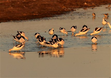 Fall Plumage American Avocets Huron Wetland Management District photo