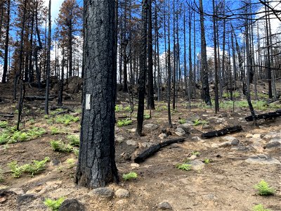 melted trail sign along Newham Trail with moderate plant recovery in moderate burn SBS