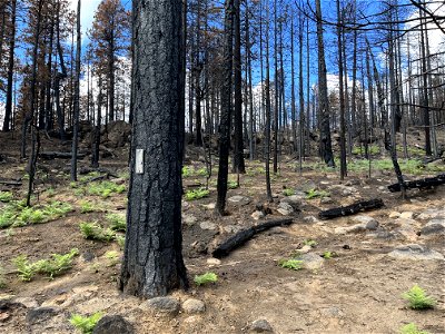 melted trail sign along Newham Trail with moderate plant recovery in moderate burn SBS photo