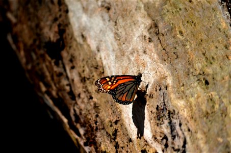Hope on a log