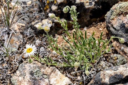 Erigeron caespitosus
