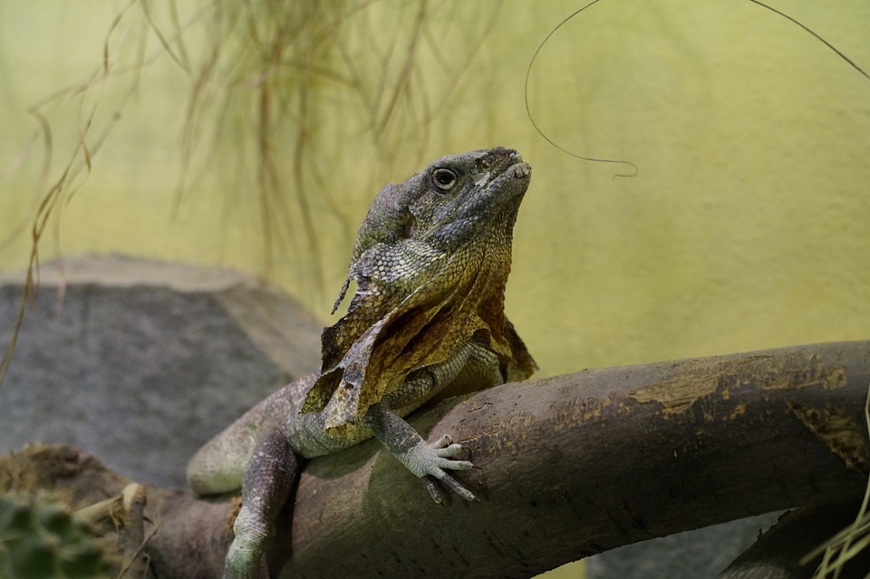 Dragon zoo terrarium