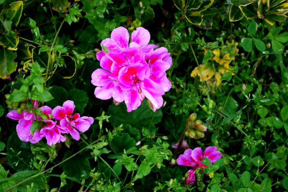 Flowers outside Coulsdon town station