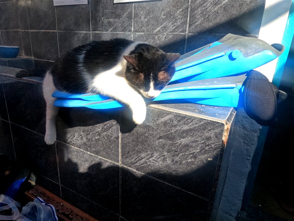 Ocean Lovers Dive shop Cat T Taganga Colombia