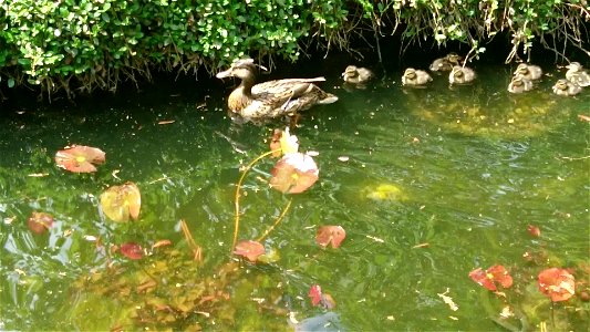 Mother Duck + Ducklings photo