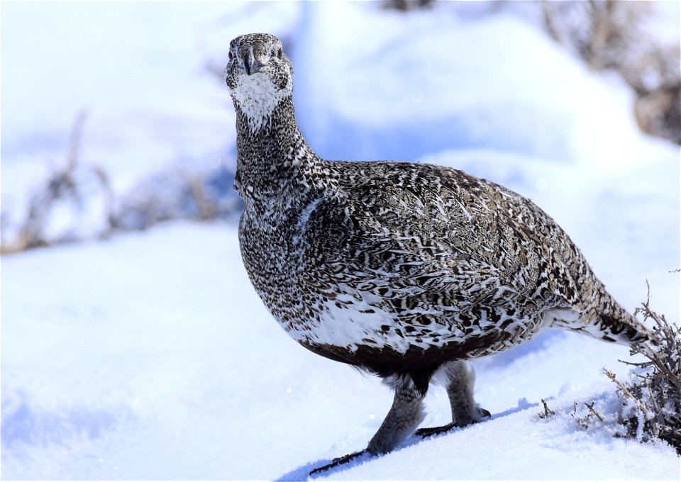 Greater sage-grouse on Seedskadee National Wildlife Refuge