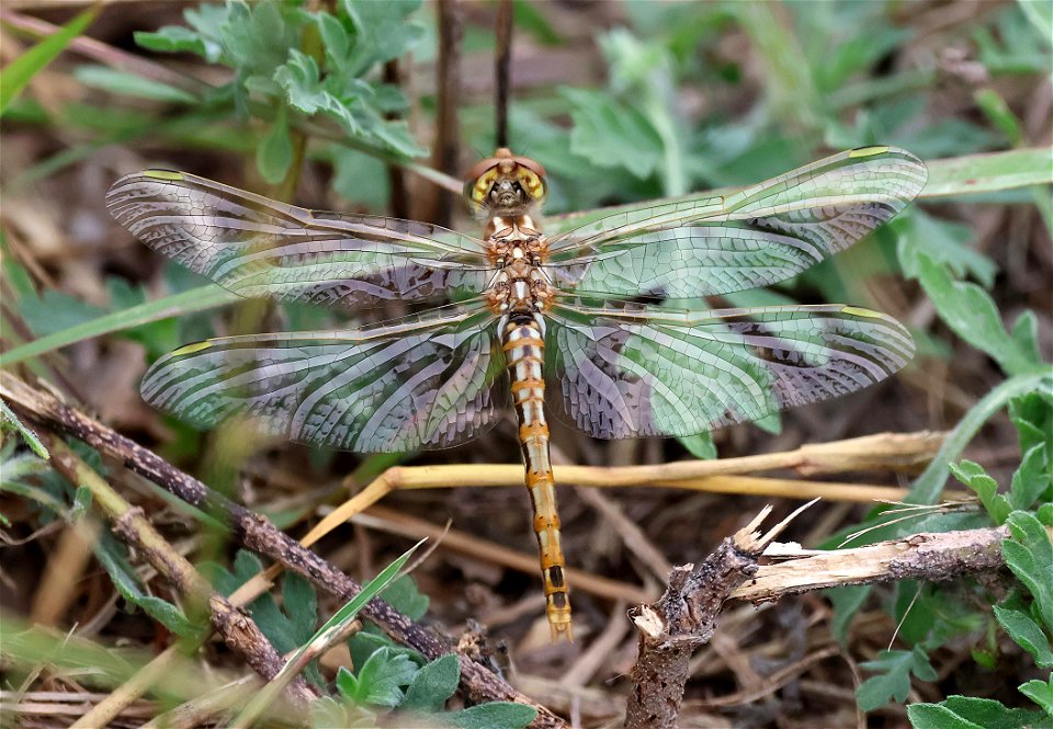 MEADOWHAWK, VARIEGATED (Sympetrum corruptum) (01-09-2023) immature, santa ana national wildlife refuge, hidalgo co, tx -02