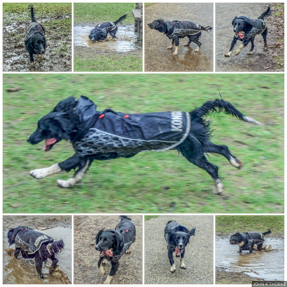 The Dog having fun in the park