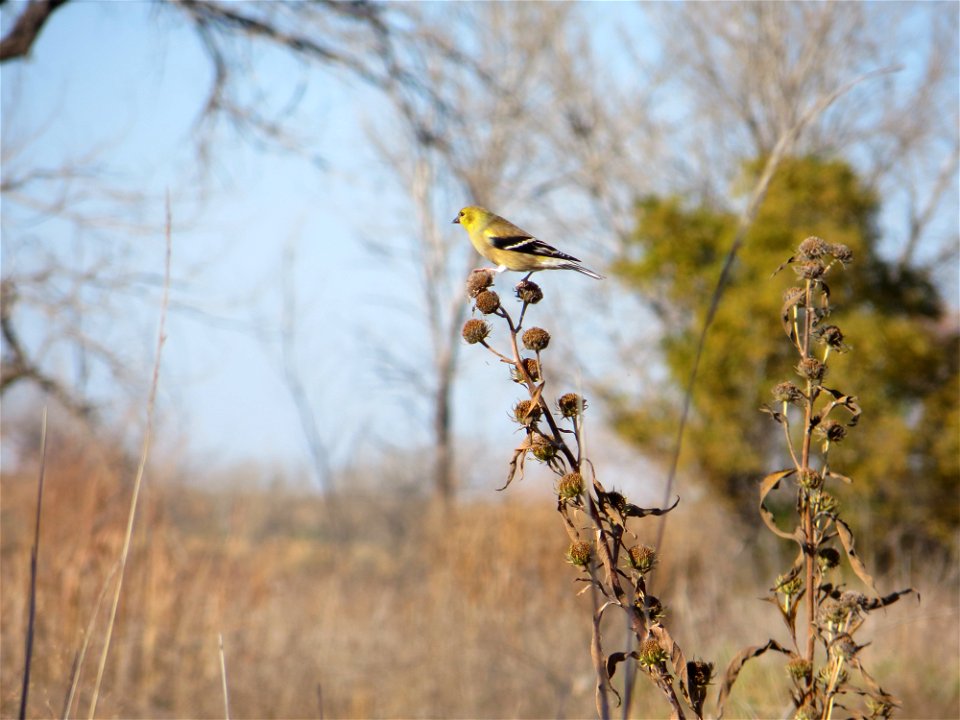 Goldfinch Snacking on Maximillian Sunflower Seeds Lake Andes Wetland Management District South Dakota photo