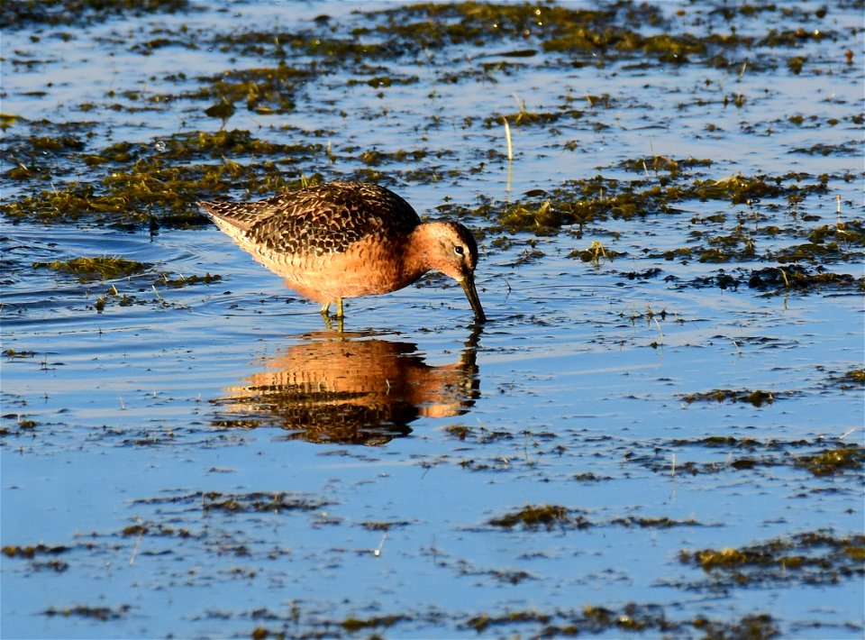 Long-billed dowitcher at Seedskadee National Wildlife Refuge Wyoming