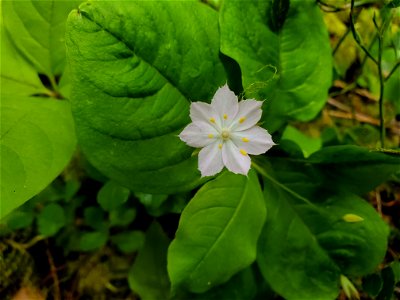 Pacific starflower along the Old Sauk Trail, Mt. Baker-Snoqualmie National Forest. Photo by Anne Vassar May 17, 2021.