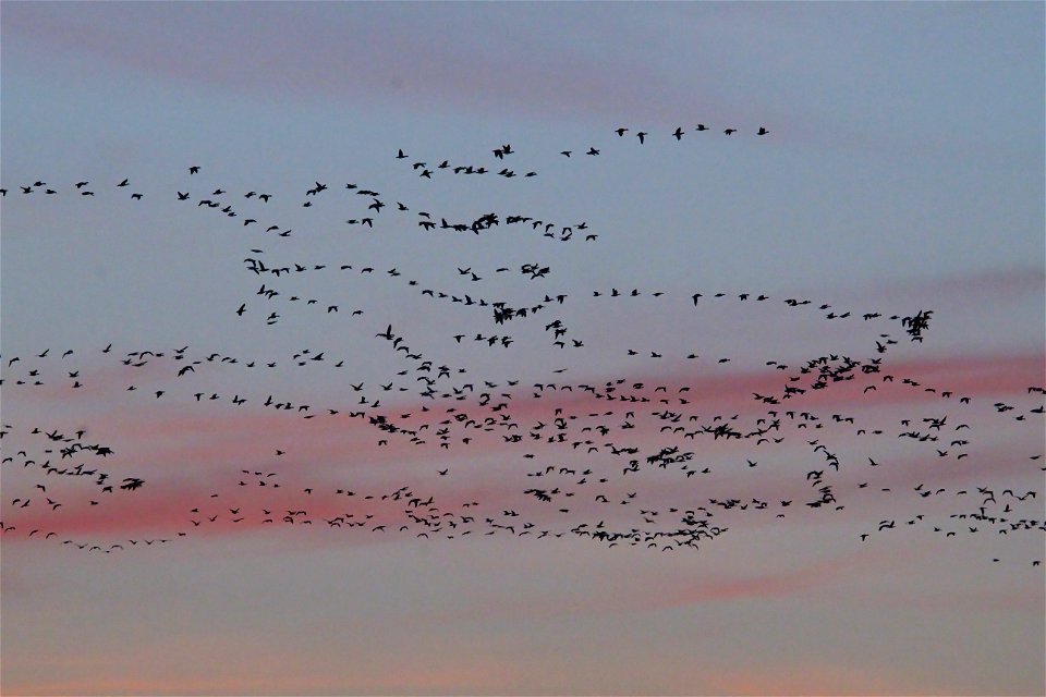 Waterfowl Migration at Sunset on the Huron Wetland Management District