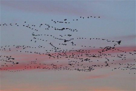 Waterfowl Migration at Sunset on the Huron Wetland Management District