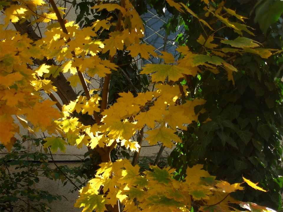 toamna2009_1121_120552