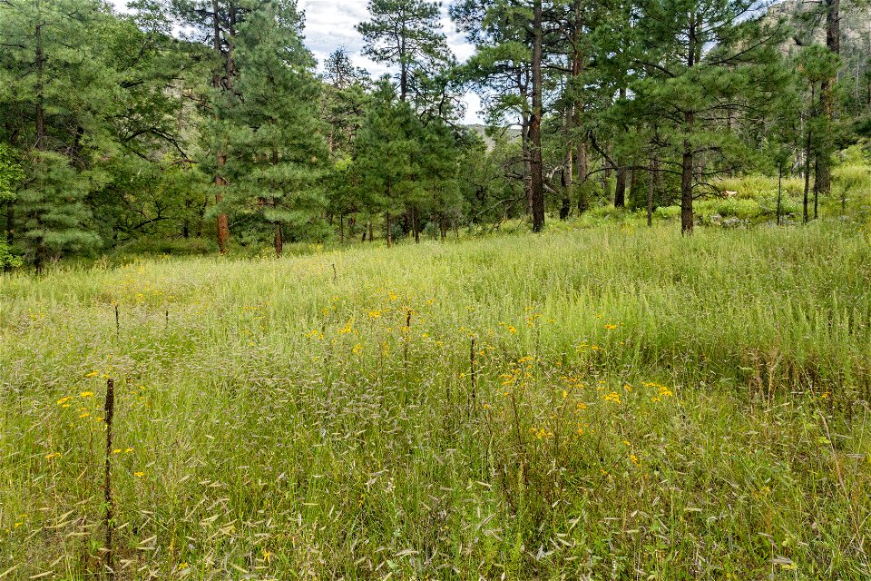 Upper Percha Creek
