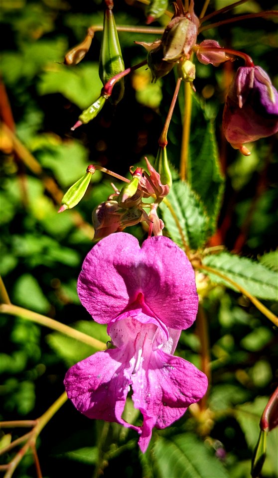 Are These Called, Snapdragons?