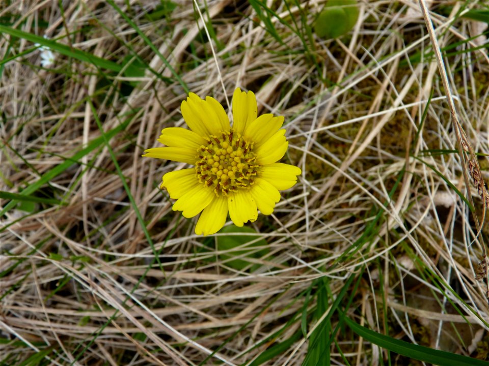 Arnica_6-27-10