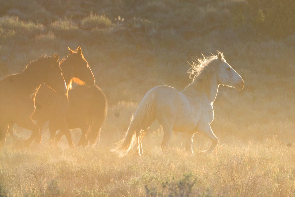Wild Horses on the Buckhorn Byway