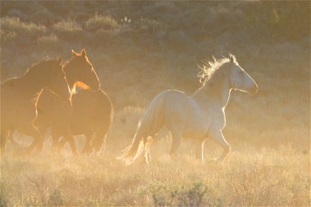 Wild Horses on the Buckhorn Byway