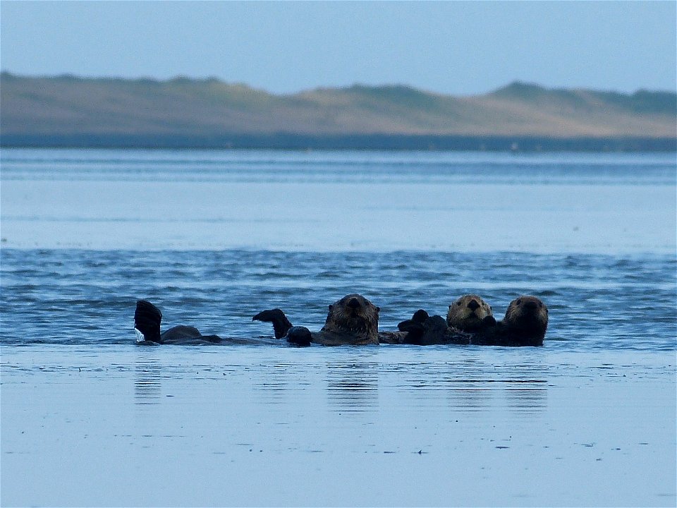 Sea Otters in Izembek Lagoon