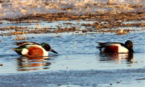 Northern Shovelers Huron Wetland Management District photo