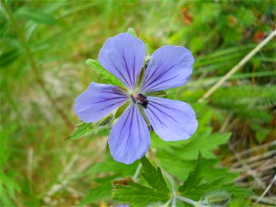 Wild Geranium photo