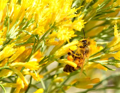 Western honeybee gathers pollen from rubber rabbitbrush (Ericameria nauseosa) at Seedskadee National Wildlife Refuge photo