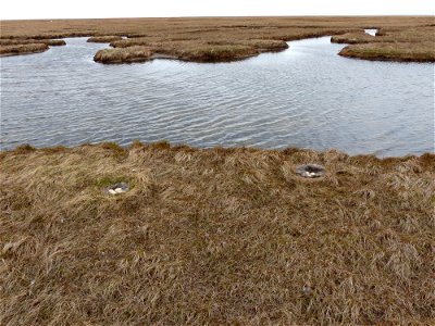 Goose nests with eggs