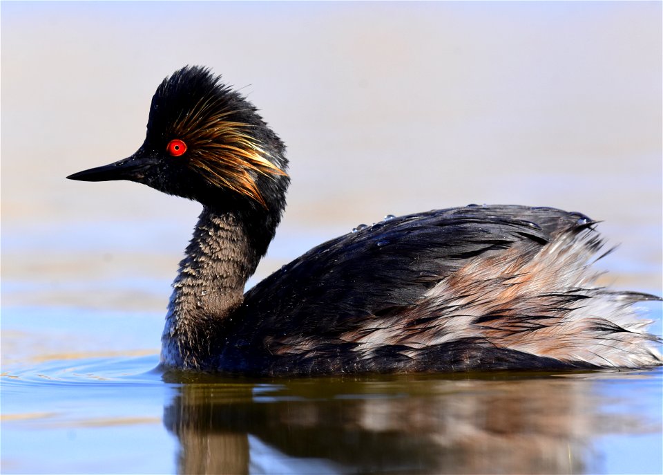 Eared grebe at Seedskadee National Wildlife Refuge