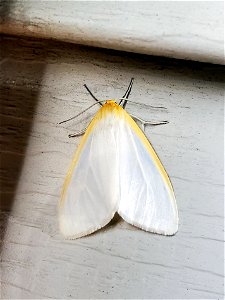 Delicate Cycnia Moth photo