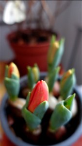 tulips_lalele-2023_0216_084242