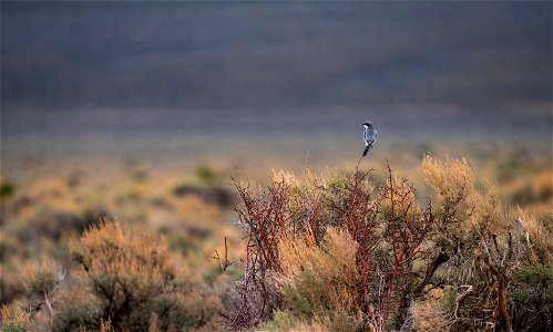 Shrike in sagebrush habitat Utah