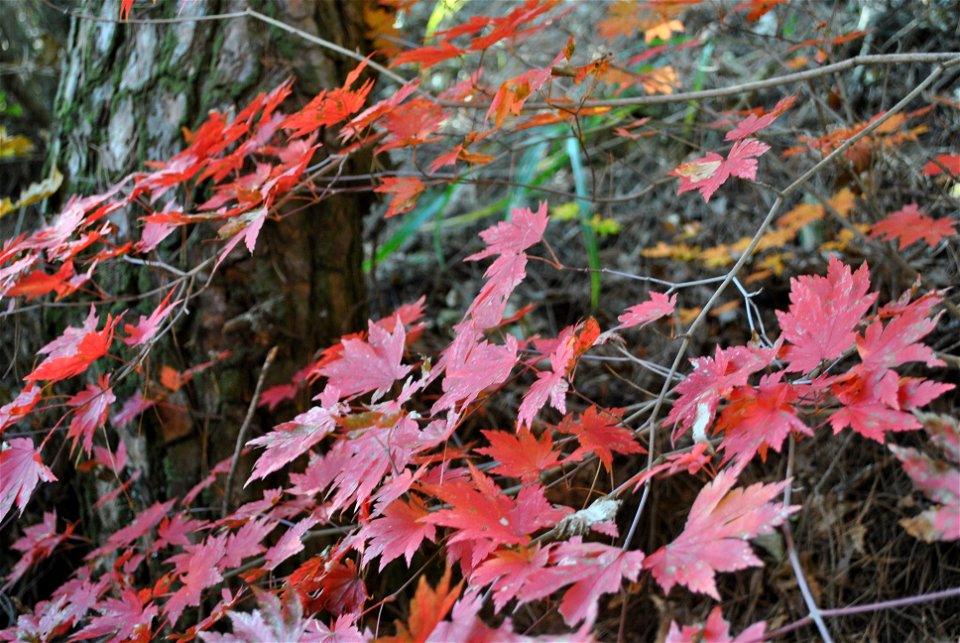 Deoksungsan Mountain