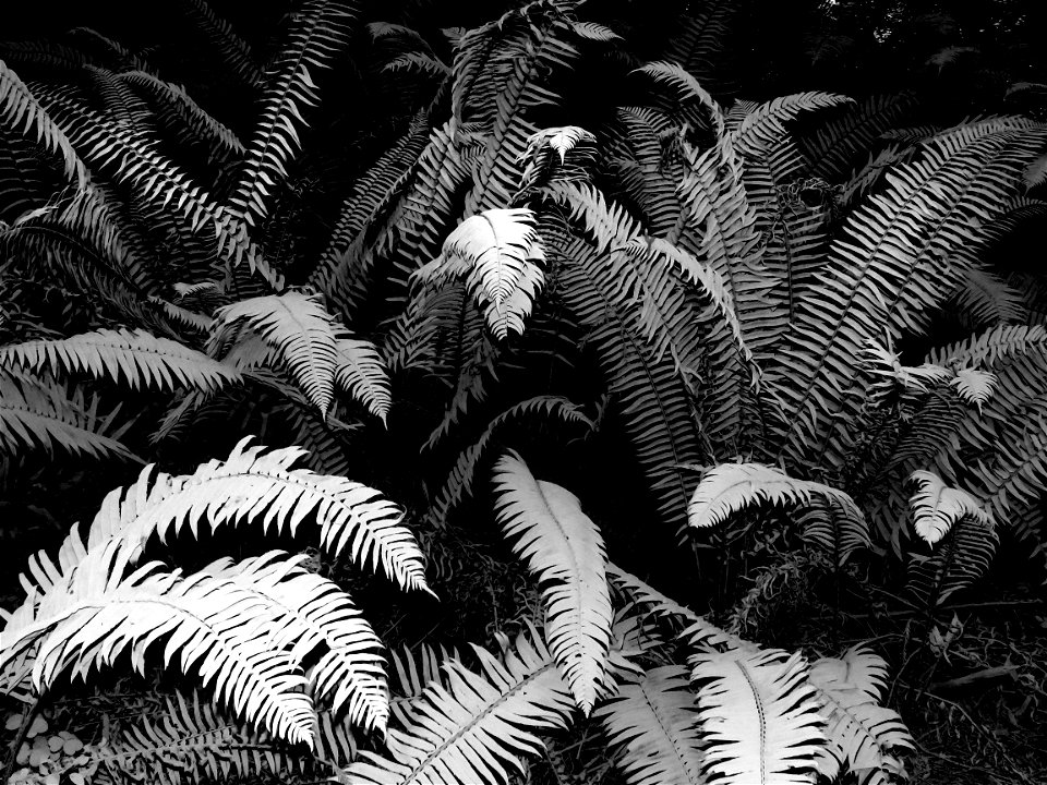 15 BLACK & WHITE STUDIES -   Dust on roadside plants, del norte co, ca (1)