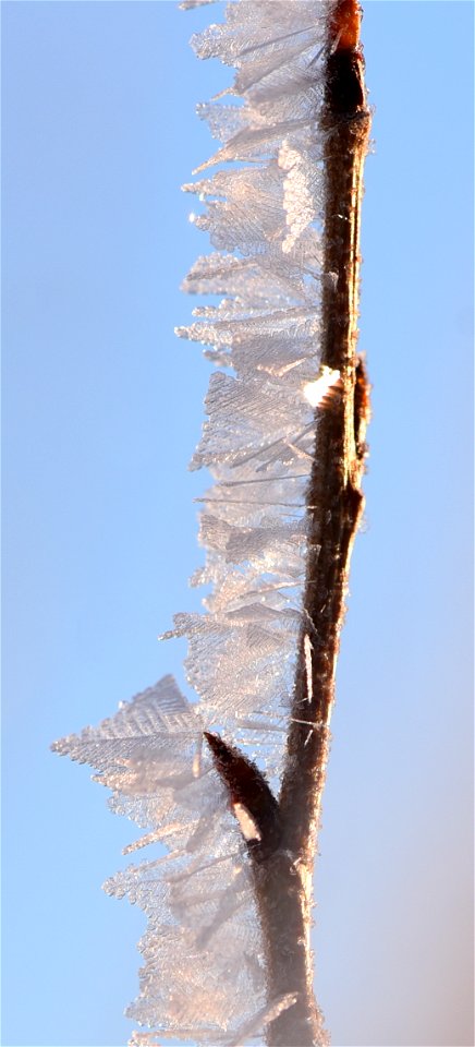 Hoar frost on narrow leaf cottonwood at Seedskadee NWR