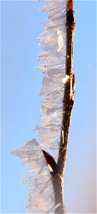 Hoar frost on narrow leaf cottonwood at Seedskadee NWR photo