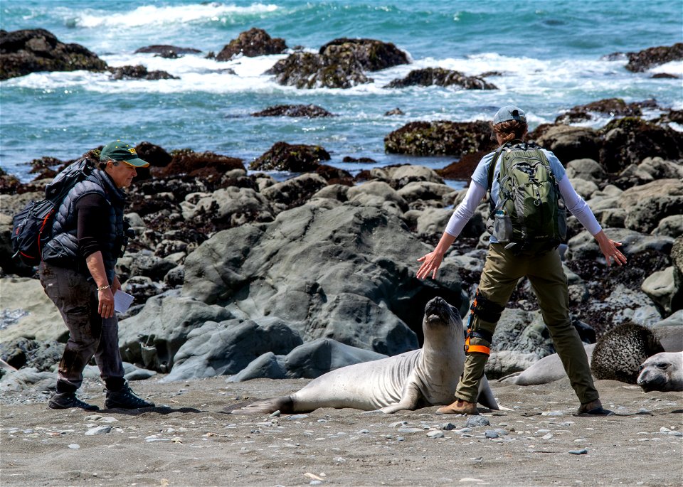 Elephant Seal Monitoring Training PGLH