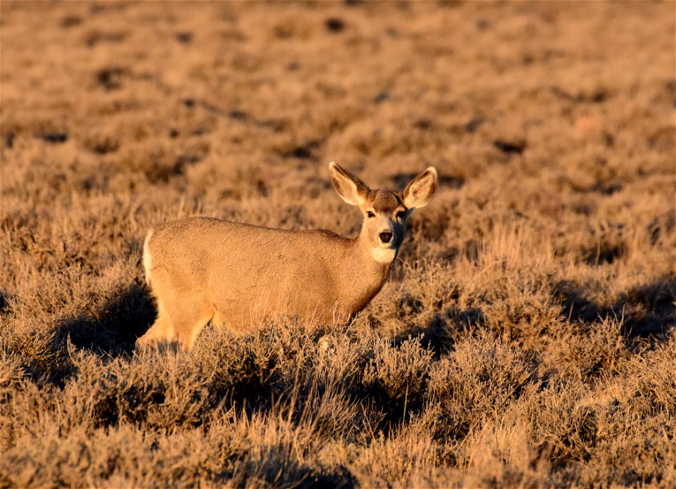 Mule deer at Seedskadee National Wildlife Refuge