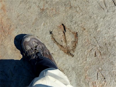 Tundra swan footprint photo