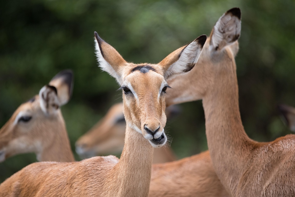 Animals antelope mammal