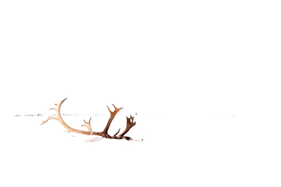 Caribou antlers in the snow.