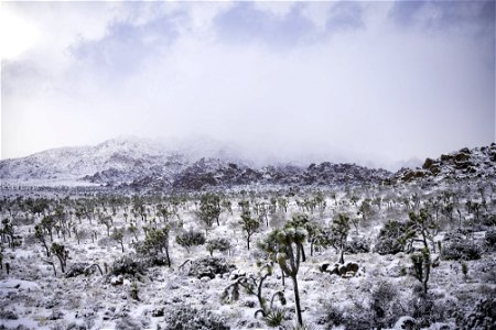 Snow over a field of Joshua tree under cloudy skies photo