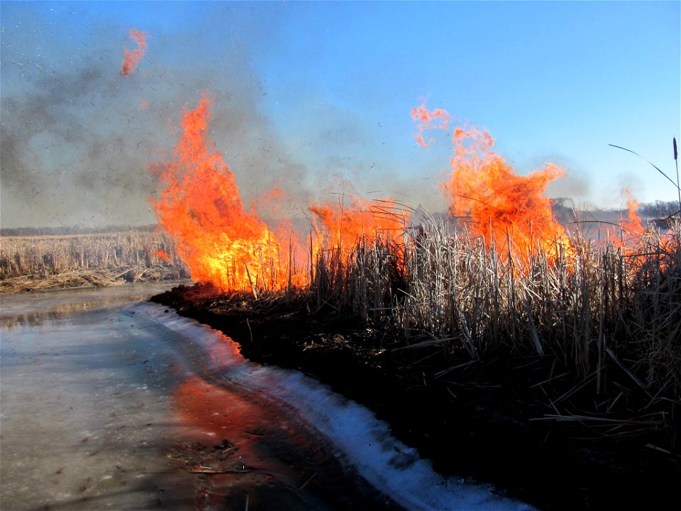 Prescribed Burn photo