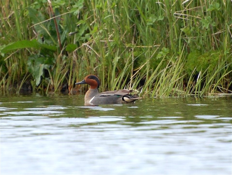 American Green-winged Teal