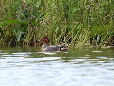 American Green-winged Teal photo