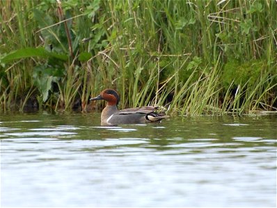 American Green-winged Teal
