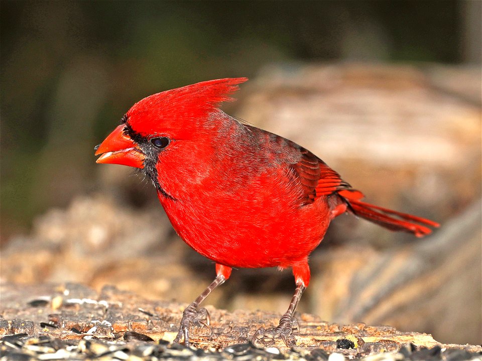 916 - NORTHERN CARDINAL (12-03-2021) the butterfly center, hidalgo co, tx -01_edited-1