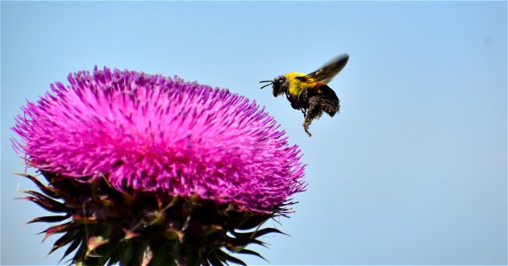 Bumble Bee and Musk Thistle Lake Andes Wetland Management District South Dakota photo