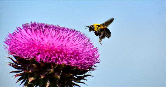 Bumble Bee and Musk Thistle Lake Andes Wetland Management District South Dakota