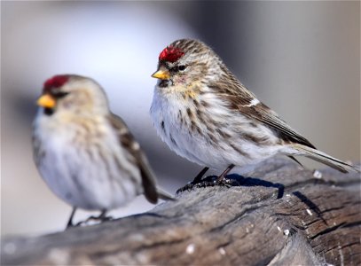 Common redpoll at Seedskadee National Wildlife Refuge